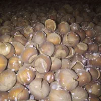 فروش انواع فندق خام. الک و ترک زده و برشته نمکی|خوردنی و آشامیدنی|رودسر, |دیوار