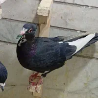 ماده پلنگ کلایی|پرنده|کرمان, |دیوار