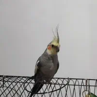 گمشده عروس هلندی