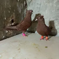 کبوتر رنگی سرخ چشم نوک سفید