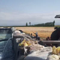 زمین کشاورزی|فروش زمین و ملک کلنگی|هیر, |دیوار