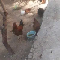 تعدادی مرغ و خروس
