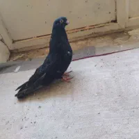 کبوتر سرور|پرنده|خرمدره, |دیوار