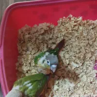 جوجه سرلاکی گرینچیک|پرنده|رباط‌کریم, رباط‌کریم|دیوار