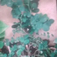 با بهترین قیمت به فروش می‌رسد|گل و گیاه طبیعی|محمدیه-قزوین, |دیوار