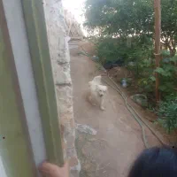 سگ گم شده اردکان کوچه مدرسه مادر|سگ|عقدا, |دیوار