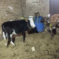 گوساله ماده داشتی