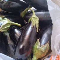 بادمجان تازه