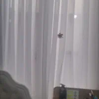 فرش چهار متری وپرده پانچ