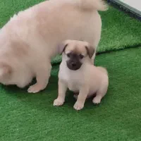 توله پیکینیز