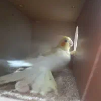 عروس هلندی تخم گذار