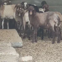 بره نروماده