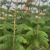 گلکده نازگل