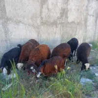 بره|حیوانات مزرعه|چهارباغ, |دیوار
