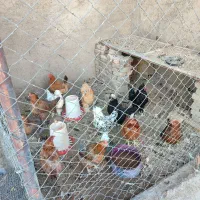 مرغ و خروس کاکلی و معمولی