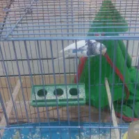 مرغ عشق