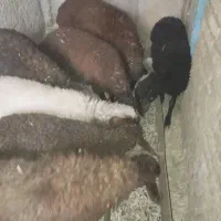 بره نر پای پروار