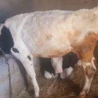 ماده هلشتاین اصل صنعتی|حیوانات مزرعه|بستان آباد, |دیوار