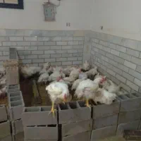 تعدادحدود۴۰عددمرغ ارگانیک کیلویی۲۴۰بصورت زنده