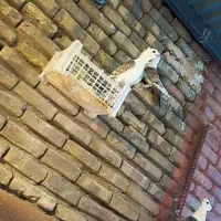 ساتن مقبول|پرنده|مشهد, دانش|دیوار