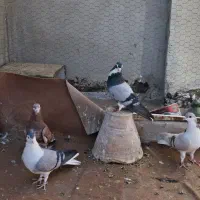 ۴عدد کبوتر دمگیر