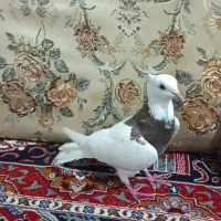 کبوتر