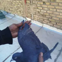 کبوتر|پرنده|مشکین‌دشت, |دیوار