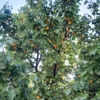 ویلایی-حصار-سعیدآباد-فوری