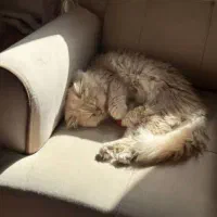 پرشین نسکافه ای