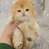 گربه های نژاد دار irancats|گربه|اهواز, بهارستان|دیوار