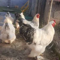 تخم برهما  اصل