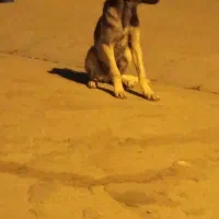 سگ‌سرابی‌5ماهه‌فی‌دو‌تومن