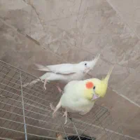عروس هلندی جفت