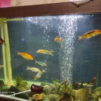 ماهی کوی زیبا در سایز مختلف|ماهی|رشت, علی آباد|دیوار