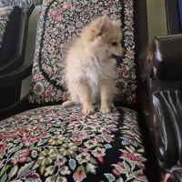 فروش توله پامر قیمت ۱۰ تومن