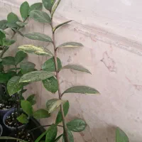 زامفولیا ابلق تایلندی|گل و گیاه طبیعی|تهران, تهرانپارس غربی|دیوار