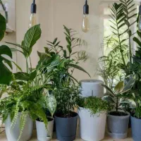 انواع گل های آپارتمانی وحیاطی وانواع کودو گلدان