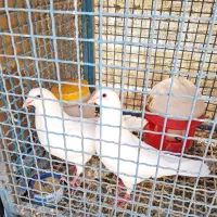 کبوتر گوشتی یوتی لیتی اصل