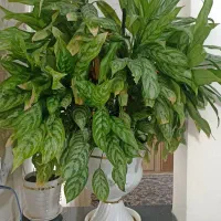 گل گیاه|گل و گیاه طبیعی|خاوه, |دیوار