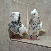 کفتر فروشی