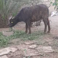 گوساله گاومیش خانگی