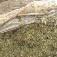 ذرت درجه یک پر بلال جوین