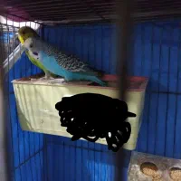 دو جفت مرغ عشق مولد