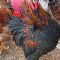 تعدادی خروس محلی