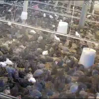 بلدرچین بالغ فروش