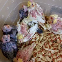 جوجه عروس هلندی لوتینو و سینامون