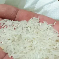 برنج فجر سوزنی ۹۰ روزه|خوردنی و آشامیدنی|گرگان, |دیوار