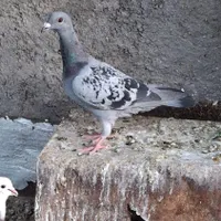 کفتر نر سبز و یک عدد ماده|پرنده|گناباد, |دیوار