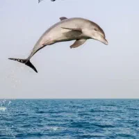 گشت جزیره با قایق تفریحی دلفین پلانگتون