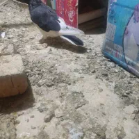 کفتر پلاکی ،یال،شهری|پرنده|شیراز, کرونی(خاتونک)|دیوار